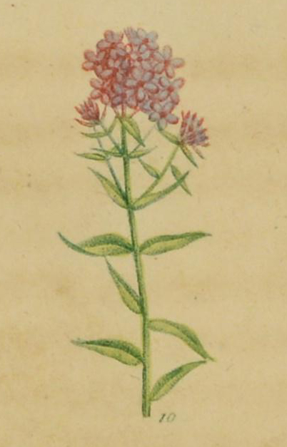 Illustration of a phlox in flower.